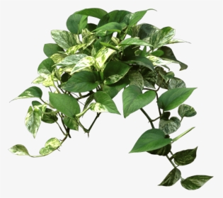 Office Plants Png, Transparent Png, Free Download