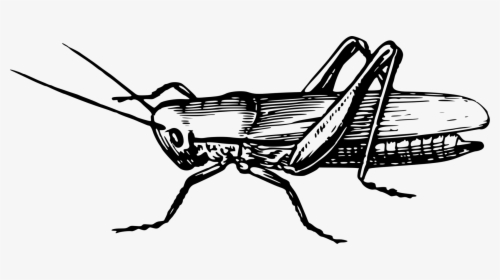 Grasshopper Vector Cricket Insect - Insects Clipart Black And White, HD Png Download, Free Download