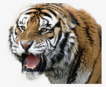 Transparent Tiger Png - Transparent Background Tiger Roar Png, Png Download, Free Download