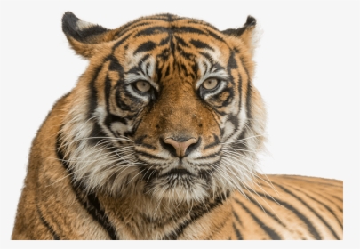 Vector Freeuse Stock Sumatran National Zoo Aquarium - Tiger Face Transparent Background, HD Png Download, Free Download