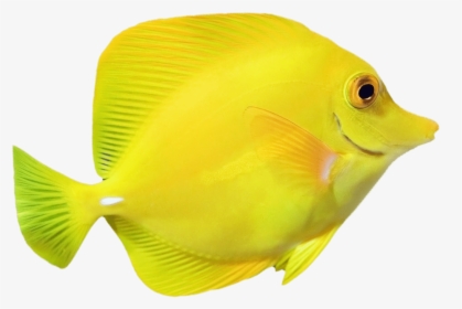 Bright Yellow Fish Swimming To The Right - Yellow Fish Png, Transparent Png, Free Download