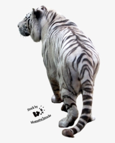 Tiger Png Image Download Tigers Png Image Pretty Cats, - Transparent Background White Tiger Background White, Png Download, Free Download