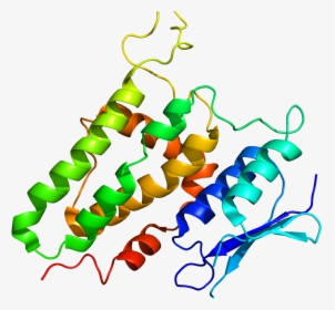 Protein Clic2 Pdb 2per, HD Png Download, Free Download