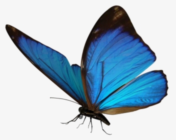 Popular And Trending Butterfly Stickers On Picsart - Blue Light Butterfly Png, Transparent Png, Free Download