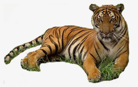 Tiger Werecat Download - Tiger In Grass Png, Transparent Png, Free Download