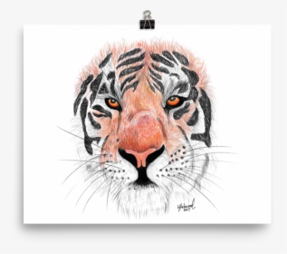 Image Of "sumatran Tiger - Siberian Tiger, HD Png Download, Free Download