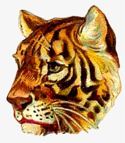 Tiger Profile Digital Clip Art Of Animal Image Victorian - Tiger, HD Png Download, Free Download