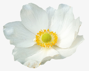 Laminated Poster Png Graphics Flower Anemone Clipping - Flowers With Clear Background, Transparent Png, Free Download