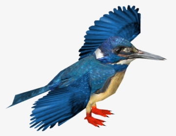 Belted Kingfisher , Png Download - Malachite Kingfisher Png, Transparent Png, Free Download