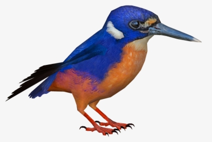 Azure Kingfisher Png, Transparent Png, Free Download