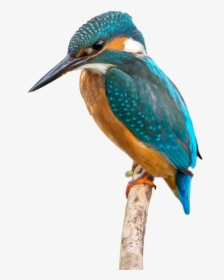 Hummingbird Clipart Kingfisher - Common Kingfisher Transparent Png, Png Download, Free Download