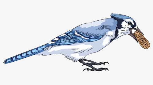 Blue Jay With Peanut Free Transparent Png Blue Jay Png Download Kindpng