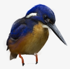 Coraciiformes, HD Png Download, Free Download