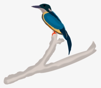 Kingfisher, Nature, Branch, From The Side, Sitting - Coraciiformes, HD Png Download, Free Download