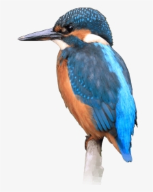 Kingfisher Hd Png , Png Download - Coraciiformes, Transparent Png, Free Download