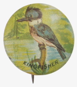 Kingfisher Art Button Museum - Hummingbird, HD Png Download, Free Download
