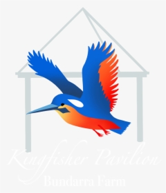 Kingfisher Png, Transparent Png, Free Download