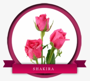 No It"s Not The Famous Singer Shakira But Yes Beautiful - Top Secret Rose Variety, HD Png Download, Free Download