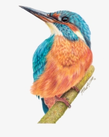 Kingfisher Png, Transparent Png, Free Download
