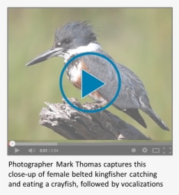 Belted Kingfisher, HD Png Download, Free Download