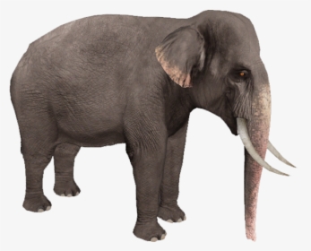 Elephant Png - Asian Elephant Transparent Background, Png Download, Free Download