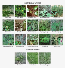 Common Lawn Weeds - Identification Weeds In Grass, HD Png Download, Free Download