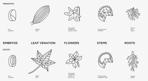 Illustrated Diagram Of The Differences Of Monocot And - Drawing, HD Png Download, Free Download