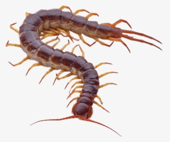 Brown Centipede With Orange Legs - Centipede White Background, HD Png Download, Free Download