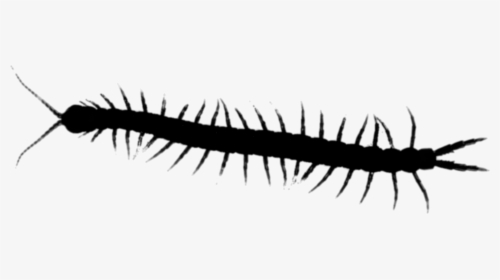 Millipedes Centipedes House Insect Centipede Graphics - Kelabang Png, Transparent Png, Free Download