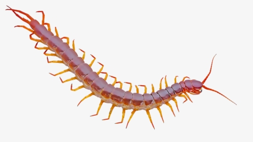 Giant Centipede White Background, HD Png Download, Free Download