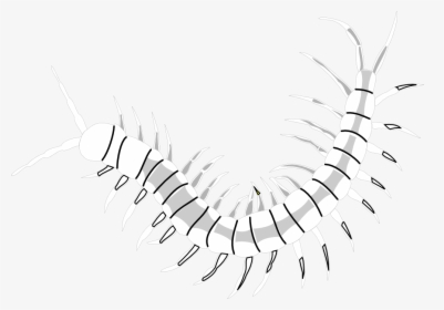 Clipartist Net Clip Art - Millipedes, HD Png Download, Free Download
