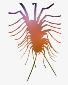 Centipede Png Transparent Images - Invertebrate, Png Download, Free Download