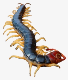 #centipede #ftestickers #freetoedit - Insect, HD Png Download, Free Download