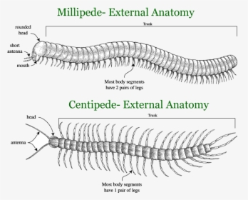 Centipedes, Millipedes - Labelled Diagram Of Millipede, HD Png Download, Free Download