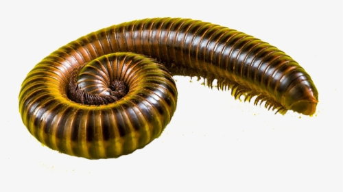 Millipedes, HD Png Download, Free Download