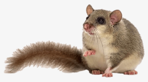 Fat Dormouse, HD Png Download, Free Download