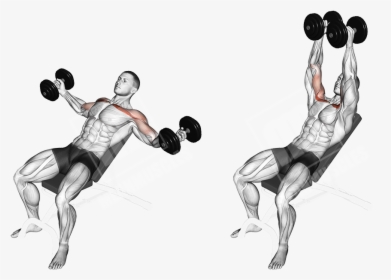 Incline Dumbbell Fly, HD Png Download, Free Download