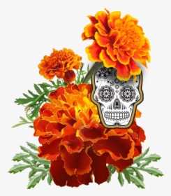 Marigold-skull - Dia De Los Muertos Marigold Drawing, HD Png Download, Free Download