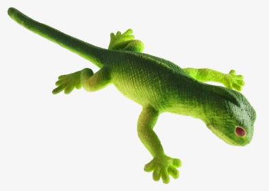 Carolina Anole , Png Download - Carolina Anole, Transparent Png, Free Download
