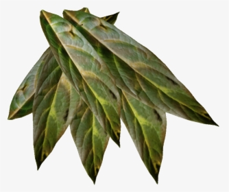 Tobacco Png Image - Tobacco Plant Png, Transparent Png, Free Download