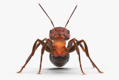 Picture - Ant, HD Png Download, Free Download