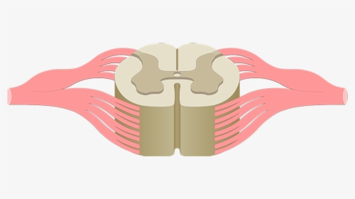 Spinal Cord Anatomy Unlabeled, HD Png Download, Free Download