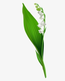 Valley Clipart Transparent - Lily Of The Valley Png, Png Download, Free Download