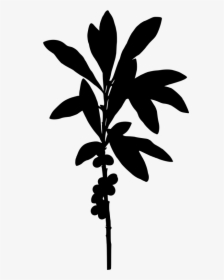 February Daphne - Daphne Plant Png, Transparent Png, Free Download