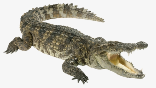 Crocodile Png Images Free Download, Gator Png, Aligator - Animals Which Can Swim, Transparent Png, Free Download