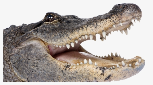 Crocodile Png Transparent Picture - Alligator Png, Png Download, Free Download