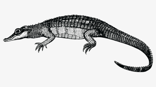 Cliparts For Free - Alligator Clipart Black Png, Transparent Png, Free Download