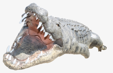 Png Images Free Download - Crocodile Head Png, Transparent Png, Free Download