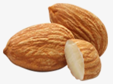 Almond Amygdalin Nut Apricot Kernel Seed - Almond Png, Transparent Png, Free Download