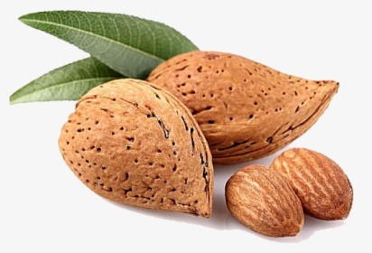 Almond Png Transparent Images - Types Of Almonds India, Png Download, Free Download